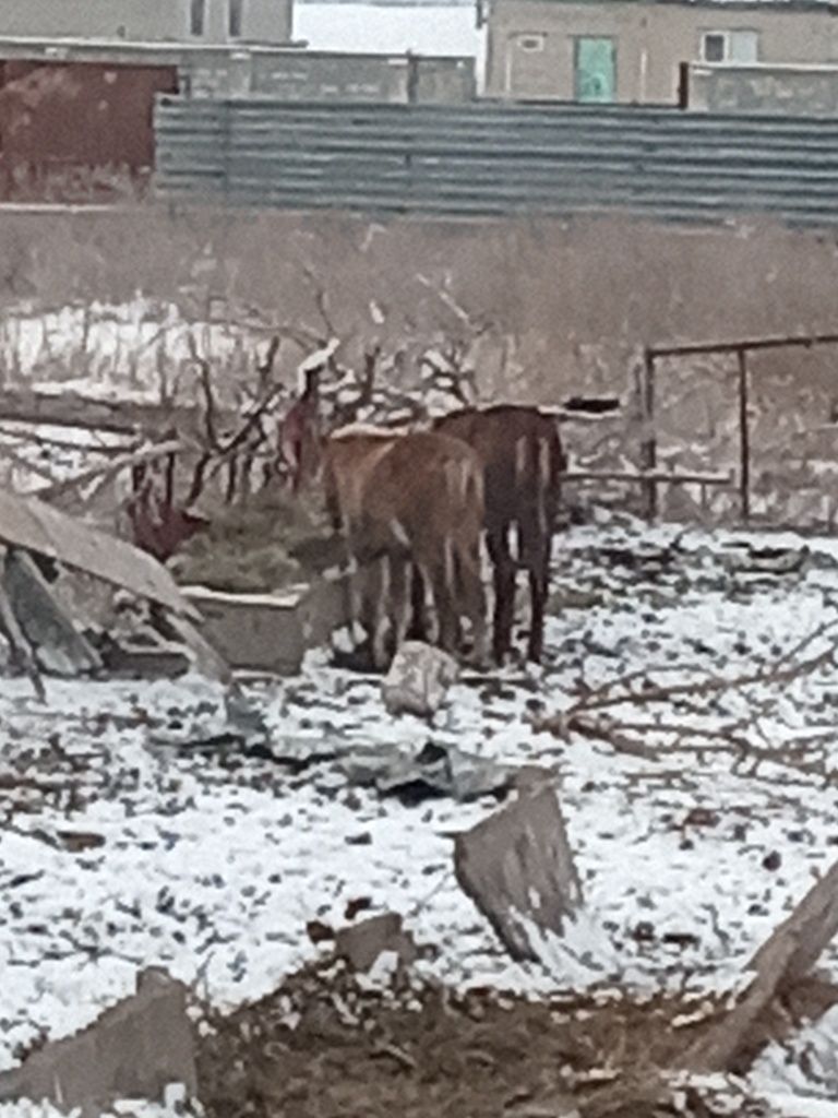 Семиз байталдар кунандар