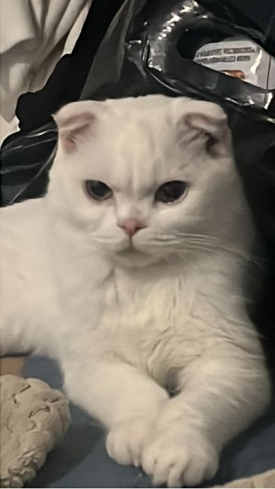 вислоухый шотландск девочка