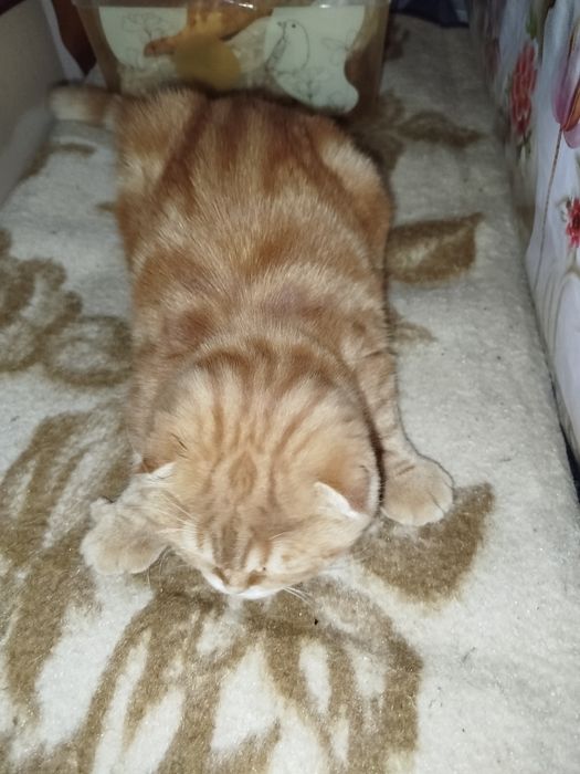 Кот выбирает в себе хозяина