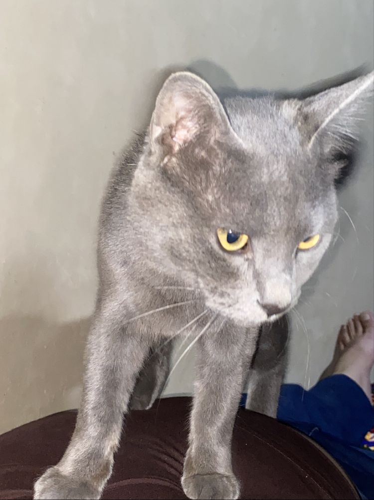 кошка 1 йил гартая