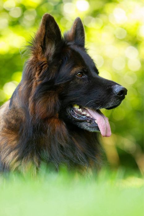 Немецкая овчарка длиннашёрстная.  Вязка