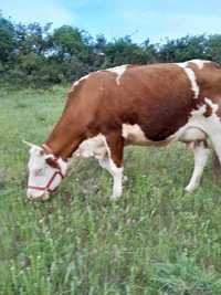 Vadv vaca baltata romaneasca