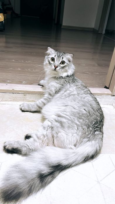 Отдам даром кота