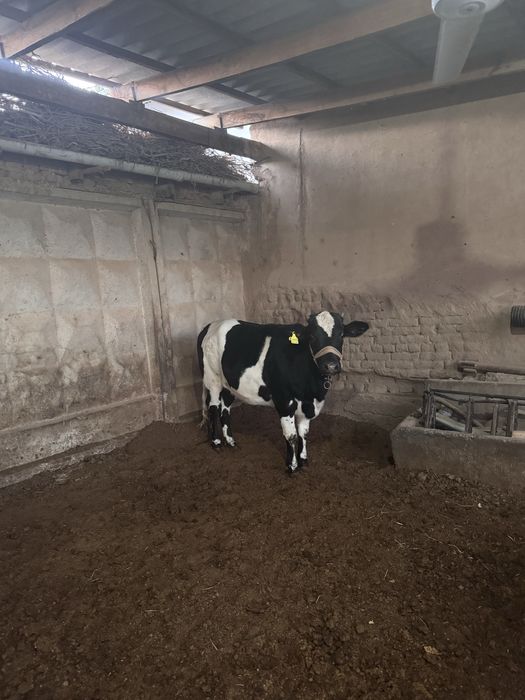 2ta tanalar sotiladi