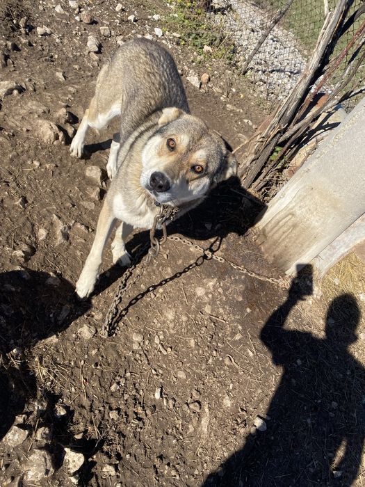 Понарявам . Вълчак и немска овчарка.