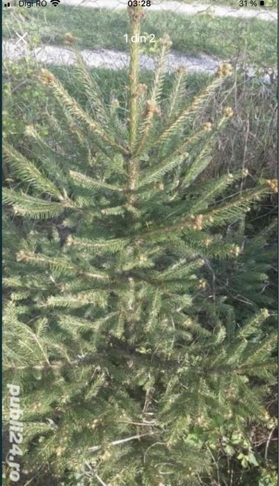 Brazi Nunta / Obiceiuri