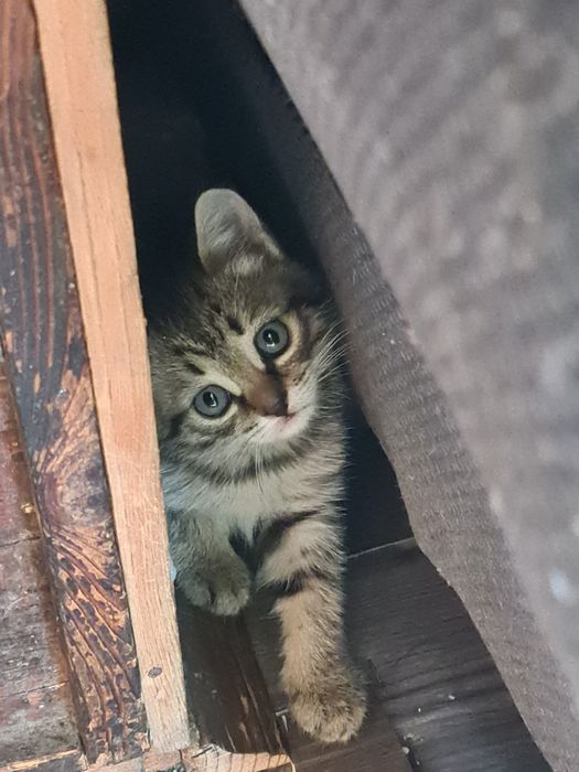 Продам котят кушают все