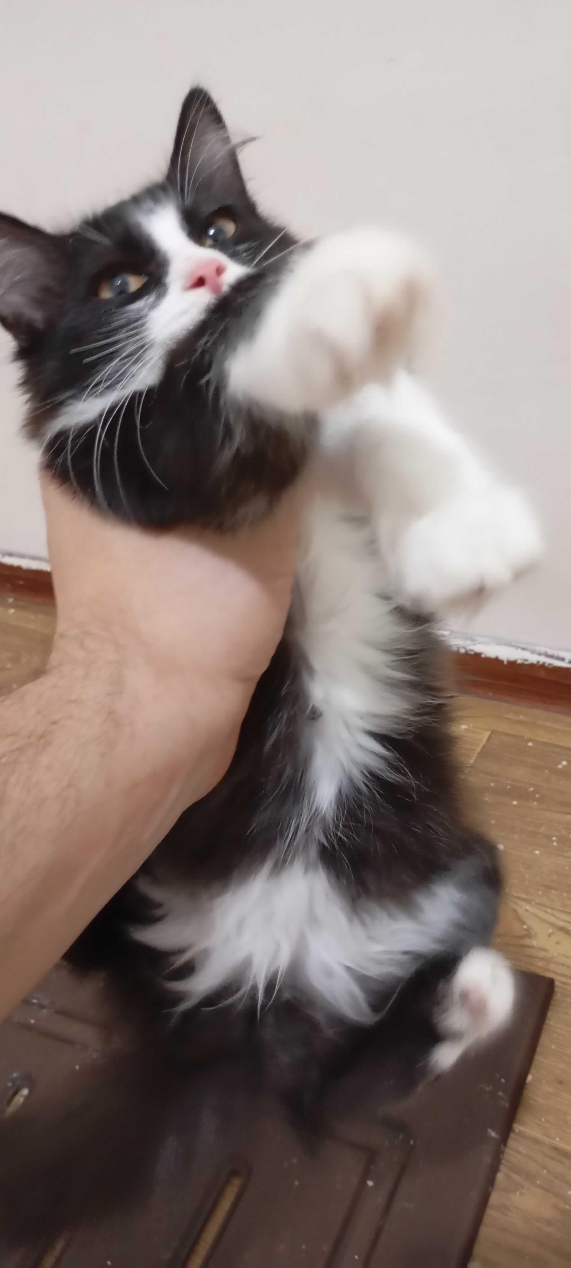Отдам в хорошие руки котят