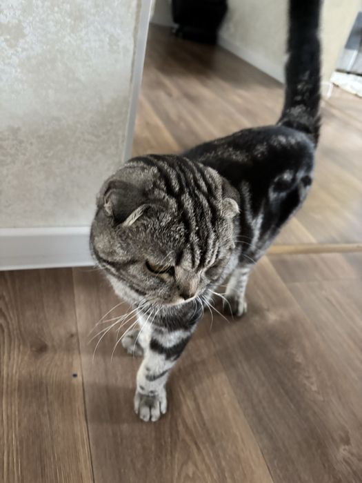 Кот шотландский.