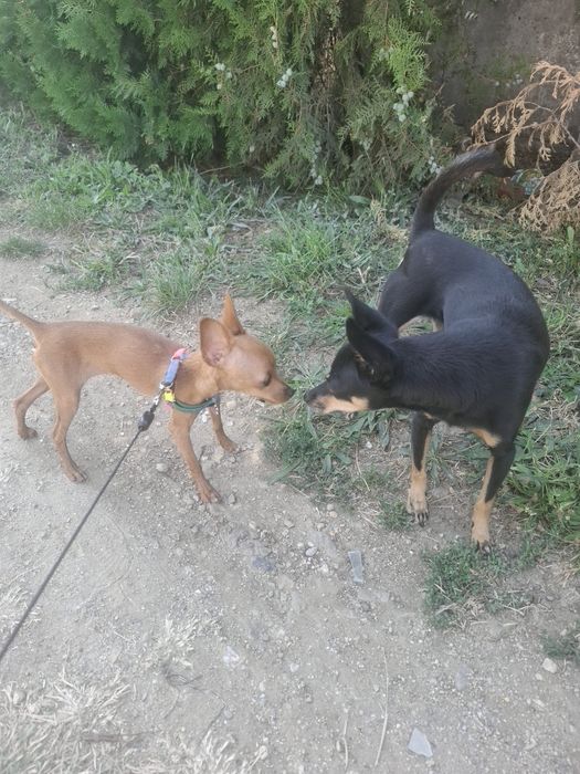 Продавам куче руски тои териер