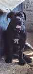 Femela Cane Corso cu Pedigree