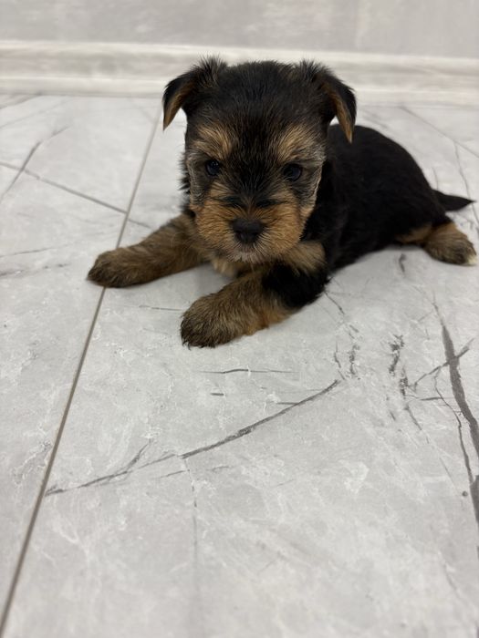 Йоркширски териер