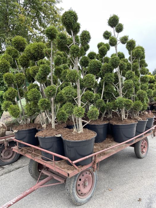 Tuia-plante de ornament și pominfructiferi