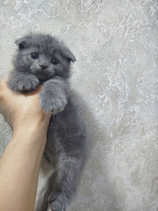 Отдам бесплатно скоттиш страйт