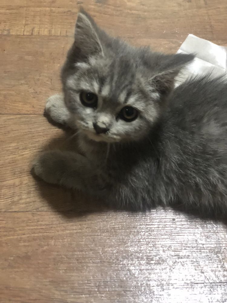 Eliza laqabli qiz bola mushuk