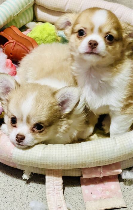 Чихуахуа момиче