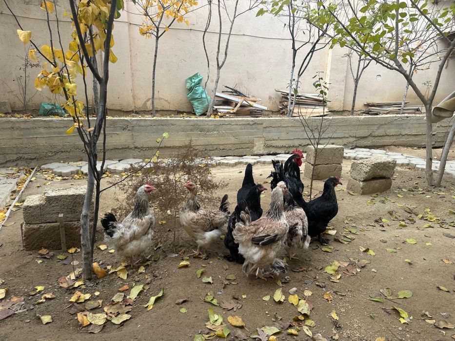 Ассалаумағалейкум