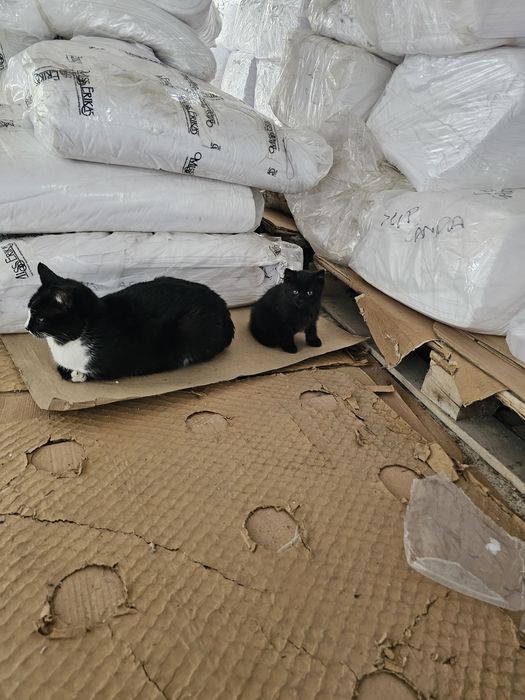 Малко черно котенце