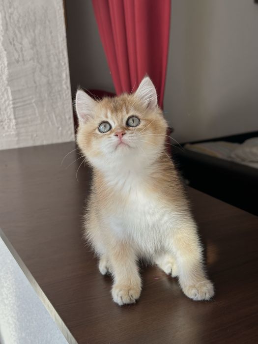 Baietel british shorthair golden superb ! Certificat pedigree !