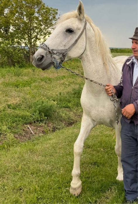 Cal de Vanzare pret negociabil