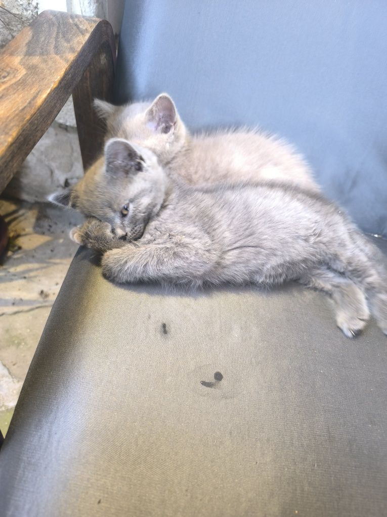 Британски котенца