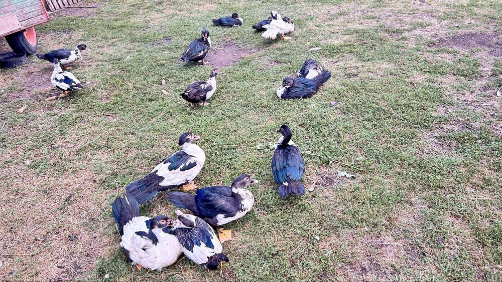 Rațe mute de vanzare