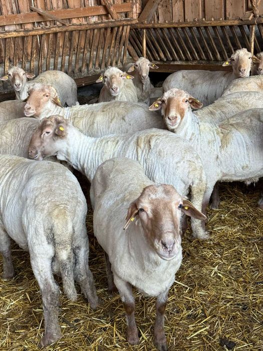 berbeci si oi de vanzare