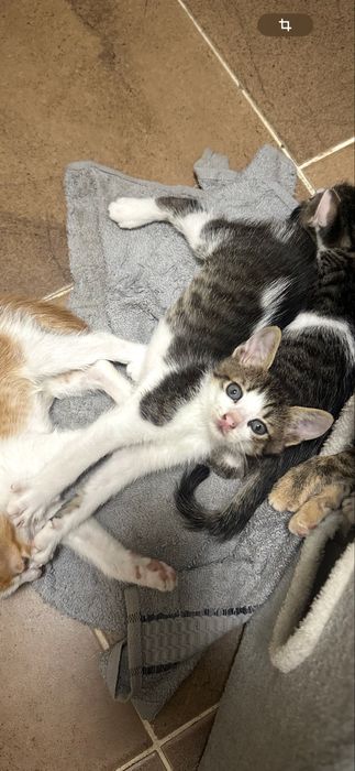 Donez un băiețel adorabil