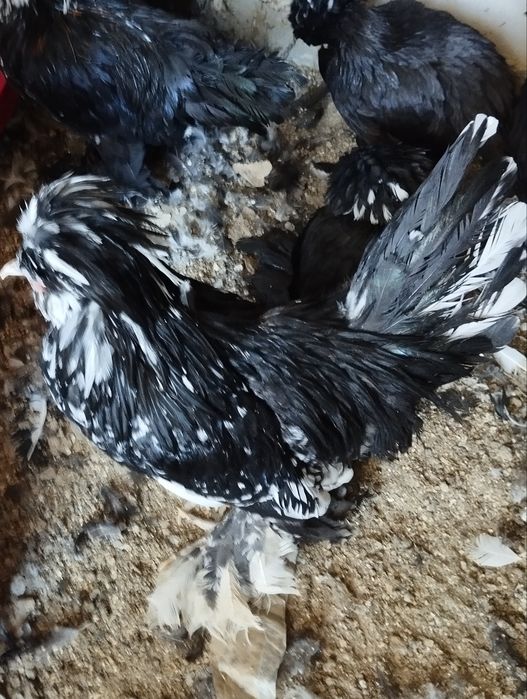 Карейски японкала сотилади. Зоти тоза.