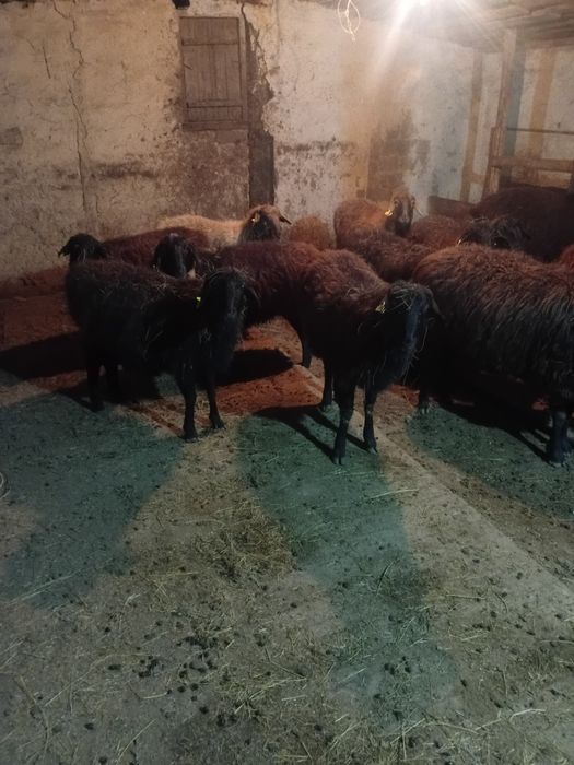 Ұрғашы тұсақтар сатылады