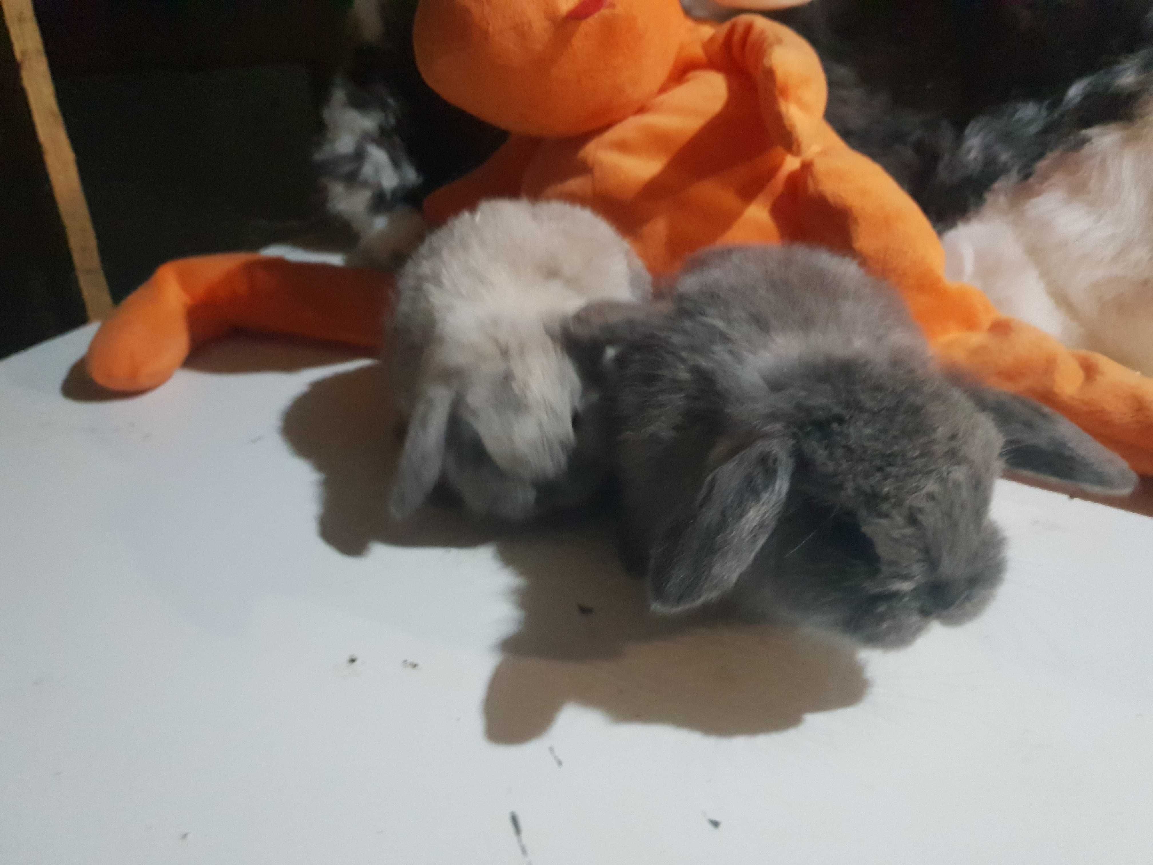 Iepuri Berbec Pitic Mini Lop Holland Lop Mini Toys  Cadoul Ideal