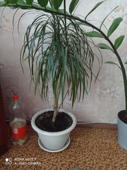 Продам цветок живой