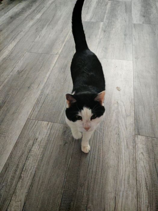 Dau spre adoptie pisic