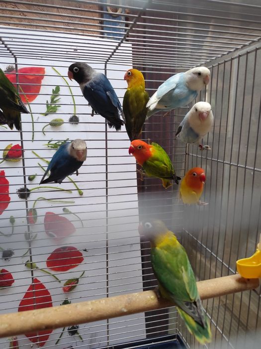 Papagali agapornis frumoși