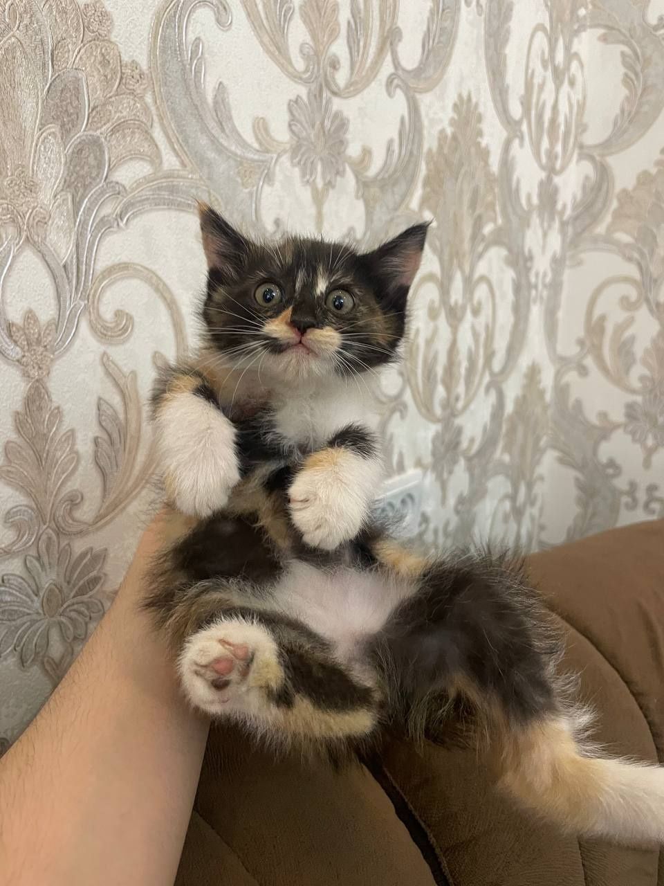 Продаются котята