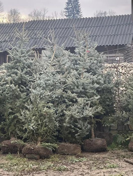 Vand brazi arginti si verzi