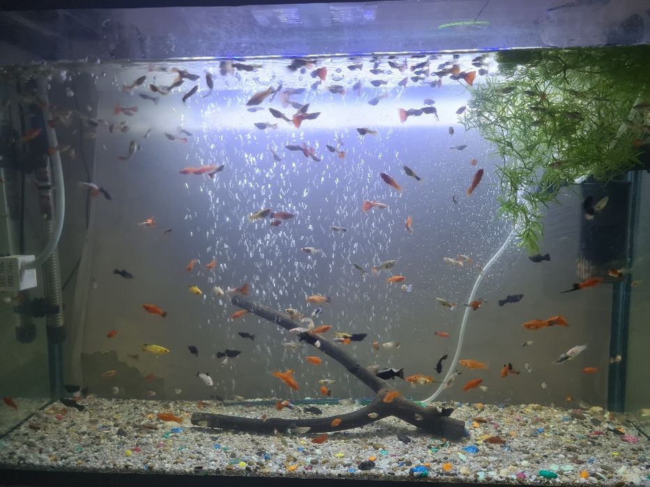 Продаются рыбки гуппи