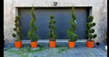 Plante ornamentale Tuia mesteacăn tei