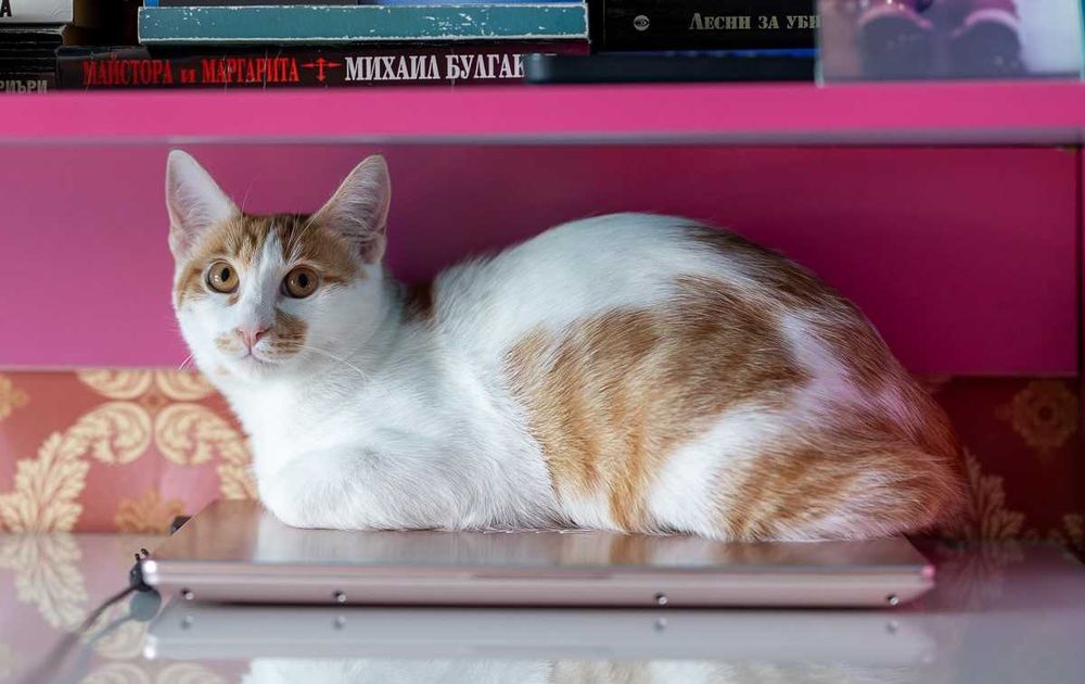 Мъжко коте на 6 месеца търси дом