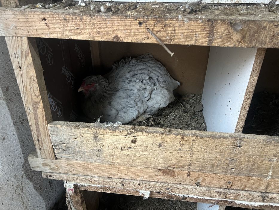 Күрік тауық брама үлкен