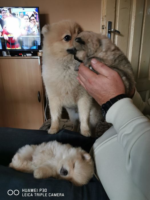 Померан, момиче.