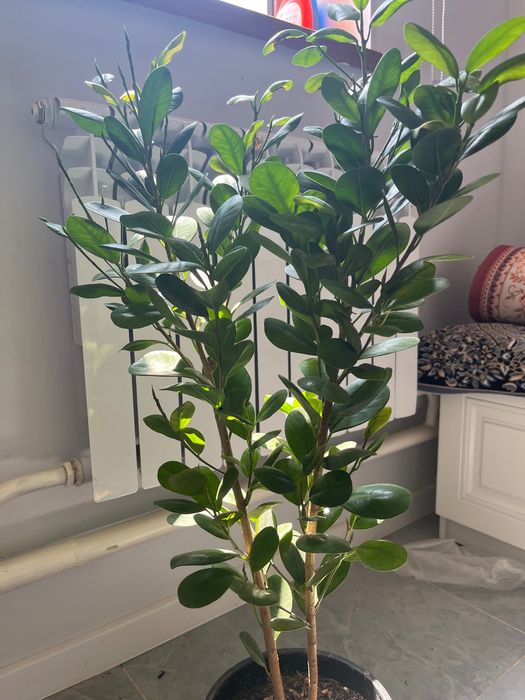 Продается комнатные цветы