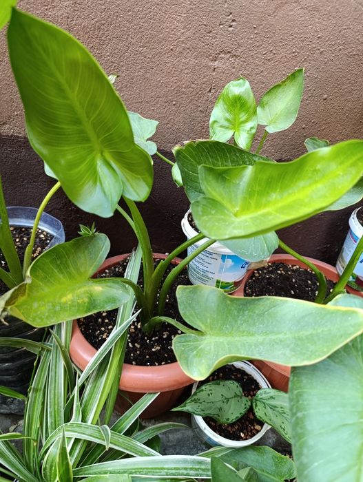 Комнатный садовый  цветы хона гуллари