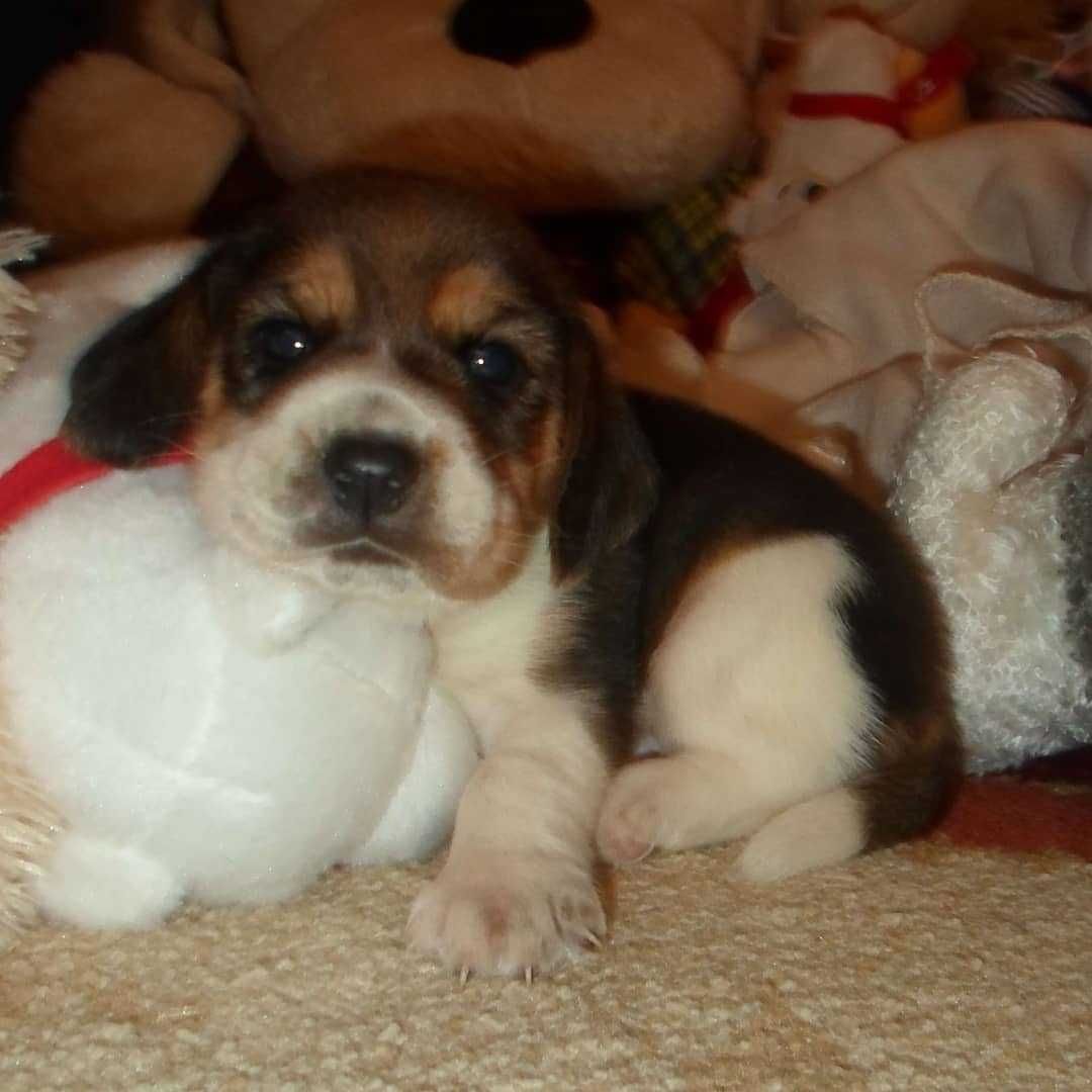 Pui rasa Beagle tricolor si bicolor