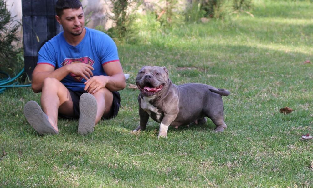 Femela American Bully pocket, BigDogs Romania bloodline