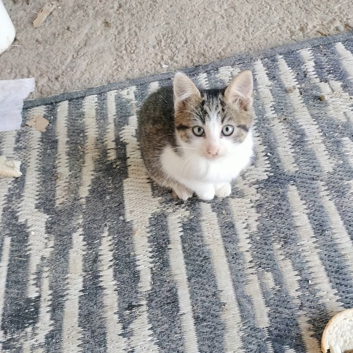 Pisici adopție pisici