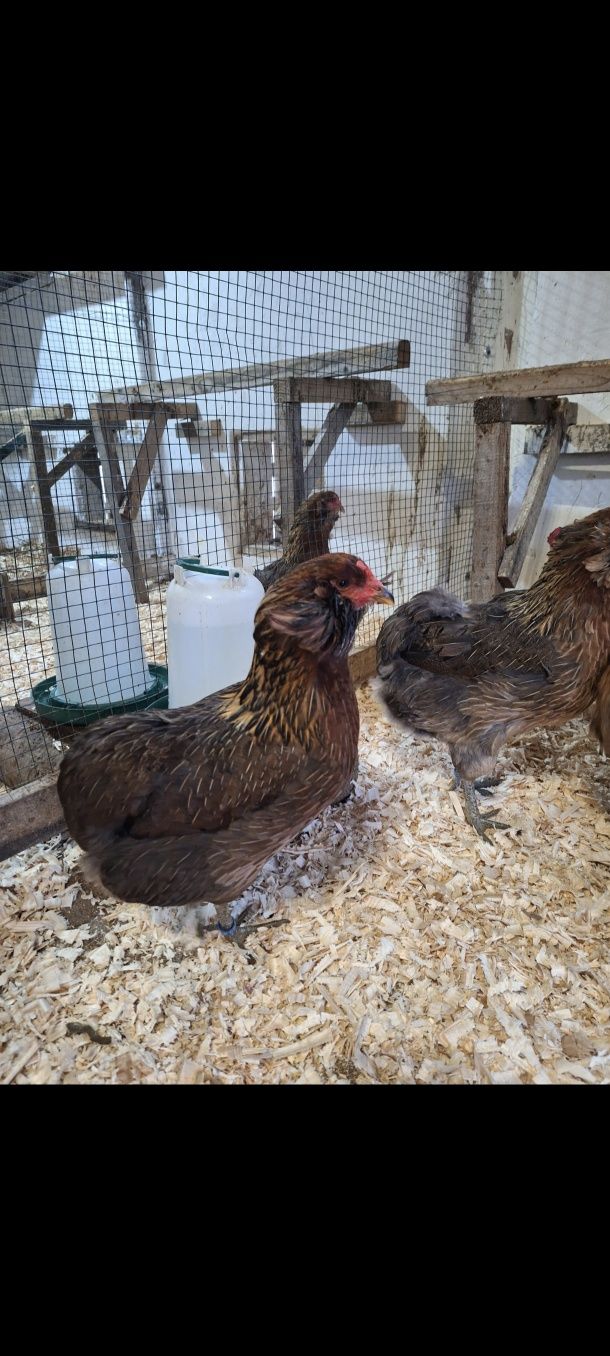 Familie araucana 2024