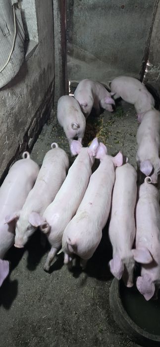 Продавам малки прасета