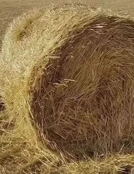 Продам сено солома