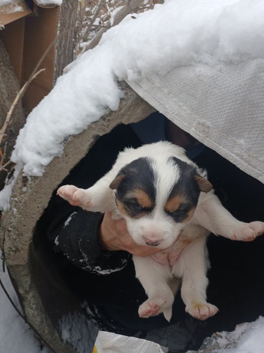 Щенки девочки упитанные 1 месяц